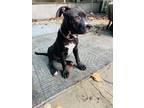 Adopt Rinkhals a Black Boston Terrier dog in Merrifield, VA (38946274)