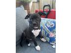 Adopt River Jack a Black Boston Terrier dog in Merrifield, VA (38946275)
