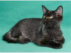 Adopt Sophie a All Black Domestic Mediumhair / Mixed (medium coat) cat in Davis