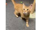 Adopt Marmalade a Orange or Red Domestic Shorthair / Mixed cat in Phillipsburg