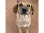 Adopt Holly a Brown/Chocolate Mixed Breed (Medium) / Mixed dog in Moab