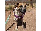 Adopt Emma a White - with Tan, Yellow or Fawn Mixed Breed (Medium) / Mixed dog