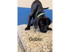 Adopt Goblin a Black - with White Labrador Retriever / Mixed Breed (Medium) dog