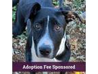 Adopt Ohara a Black English Pointer / Border Collie / Mixed dog in Walnut Creek