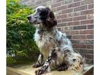 Adopt Available - Kahlua a White - with Brown or Chocolate English Setter /