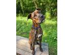 Adopt Sota a Shepherd (Unknown Type) / Mixed Breed (Medium) / Mixed dog in