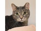Adopt Bailey a Gray or Blue Domestic Shorthair / Mixed cat in West Palm Beach