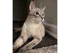 Adopt Ares a Cream or Ivory Domestic Shorthair (short coat) cat in Phoenix
