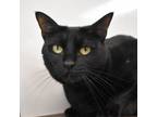 Adopt Charli a All Black Domestic Shorthair / Mixed cat in West Palm Beach