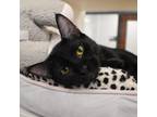 Adopt PJ a All Black Domestic Shorthair / Mixed cat in West Palm Beach