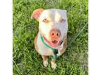 Adopt Sima a Brown/Chocolate - with White American Staffordshire Terrier / Mixed