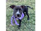 Adopt Badger a Black - with White Mixed Breed (Medium) / Mixed dog in Rockwall