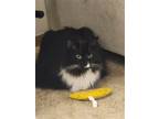 Adopt Violet G a Black & White or Tuxedo Domestic Longhair / Mixed cat in Battle