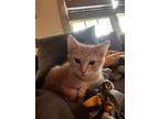 Adopt Fred a Orange or Red Tabby American Shorthair (short coat) cat in Bethel