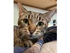 Adopt Mercy a Brown Tabby Domestic Mediumhair / Mixed cat in Spring