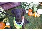 Adopt Odin a Hound (Unknown Type) / Mountain Cur / Mixed dog in Germantown