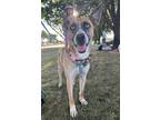 Adopt Isadora a Tan/Yellow/Fawn - with Black Boxer / Husky / Mixed dog in