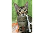 Adopt Dorito a Brown Tabby Domestic Shorthair / Mixed (short coat) cat in
