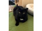Adopt Aubrey a Black (Mostly) Domestic Shorthair / Mixed (short coat) cat in