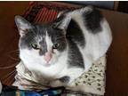Adopt Jewels (affectionate) a Gray or Blue (Mostly) Domestic Shorthair / Mixed