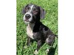 Adopt Mozzie a Black - with White Mixed Breed (Medium) / Mixed dog in