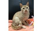 Adopt Marmalade a Orange or Red Domestic Shorthair / Mixed (short coat) cat in