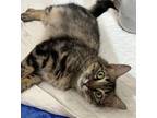 Adopt Mia a Tiger Striped Domestic Longhair / Mixed (long coat) cat in Humble