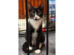 Adopt Rev a Black & White or Tuxedo American Shorthair (short coat) cat in