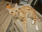 Adopt Dusty Flame a Orange or Red Domestic Shorthair / Mixed (short coat) cat in