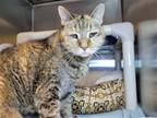 Adopt Florence a Domestic Shorthair / Mixed cat in Millersville, MD (39065986)