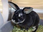 Adopt Bun Bun a Black Rex / Mixed rabbit in Millersville, MD (39071556)