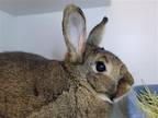 Adopt Odin a Grey/Silver Rex / Mixed rabbit in Millersville, MD (39071554)