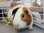 Adopt Franklin a Multi Guinea Pig small animal in Millersville, MD (39071553)