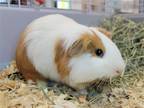 Adopt Leo a Multi Guinea Pig small animal in Millersville, MD (39071552)