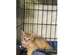 Adopt Otto a Orange or Red (Mostly) Domestic Mediumhair / Mixed (medium coat)