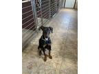 Adopt Lester a Black - with Tan, Yellow or Fawn Doberman Pinscher / Mixed dog in