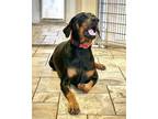 Adopt Fozzy a Black - with Tan, Yellow or Fawn Doberman Pinscher / Mixed dog in
