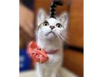 Adopt Emma a Brown Tabby Domestic Shorthair (short coat) cat in Greenburgh