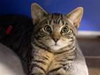 Adopt ERIC a Brown or Chocolate Domestic Mediumhair / Mixed (medium coat) cat in
