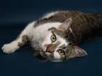 Adopt BELLA a Brown or Chocolate Domestic Mediumhair / Mixed (medium coat) cat