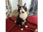 Adopt Stewart a Domestic Shorthair / Mixed cat in Nelson, BC (38928909)