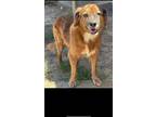 Adopt Sunnie a Retriever (Unknown Type) / Mixed Breed (Medium) / Mixed dog in
