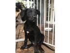 Adopt Winston a Black - with White Labrador Retriever / Australian Kelpie /