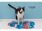 Adopt Dapper a Domestic Short Hair