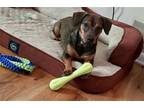 Adopt Daisy a Dachshund / Beagle / Mixed dog in Denver, CO (39040663)