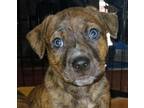 Adopt Roscoe Disney Litter a Australian Kelpie / Mountain Cur dog in Acworth
