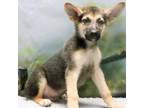 Adopt Axel a Brown/Chocolate German Shepherd Dog / Mixed dog in Casa Grande