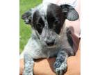 Adopt Cloe 37970 a White - with Black Australian Cattle Dog / Mixed dog in