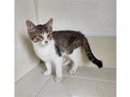 Adopt Dewey a Domestic Shorthair / Mixed (short coat) cat in Maquoketa