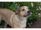 Adopt Camille a Tricolor (Tan/Brown & Black & White) Australian Cattle Dog /